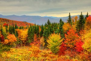 fall foliage